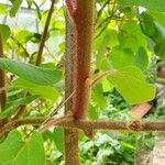 Actinidia chinensis Bark