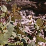 Senecio flavus Natur