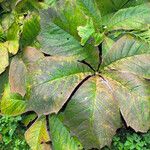 Rodgersia podophylla Листок