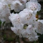 Rhododendron morii Çiçek