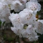 Rhododendron morii Blüte