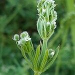 Galium tricornutum Blatt