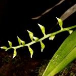 Thelasis carinata Çiçek