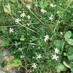 Moehringia ciliata Flower