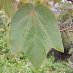 Dombeya spectabilis Hoja