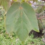 Dombeya spectabilis Blatt