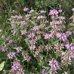 Phlomis herba-ventiFlower