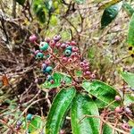 Miconia albicans Fruchs