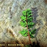 Hemionitis pteridioides অন্যান্য