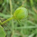 Hibiscus aponeurus Fruit