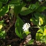 Maianthemum canadense Цвят