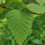 Betula globispica Leaf