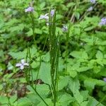 Cardamine chelidonia 果実