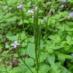 Cardamine chelidonia Meyve