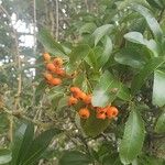 Pyracantha crenulataПлод