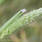 Phalaris paradoxa Fruit