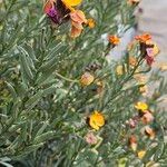 Erysimum × cheiri موطن