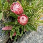 Protea caffra Flower