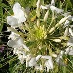 Cleoserrata speciosa Blüte