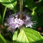 Mentha arvensis 花