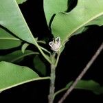 Manilkara staminodella Leaf