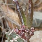 Caralluma burchardii Plod