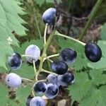 Actaea spicata Fruit