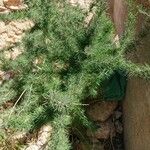 Hakea sericea Blad