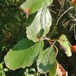 Aria edulis Leaf