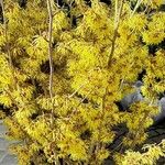 Hamamelis mollis Habitatea