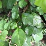 Gmelina philippensis Frunză