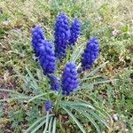 Muscari armeniacum Leichtlin ex Baker花