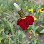 Ratibida columnifera Flor