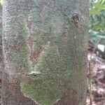 Lecythis persistens Kabuk