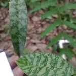 Eulophia maculata Blad