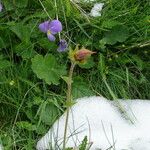 Anemone vernalis Lorea