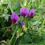 Vicia narbonensis Blomst