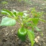 Capsicum annuumFruit