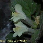 Asarina procumbens Kvet