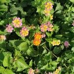 Lantana aculeata Flors