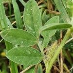 Indigofera volkensii Fuelha