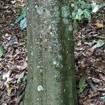 Cyrtogonone argentea Rinde