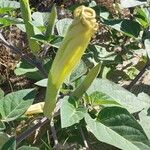 Datura wrightii Ліст