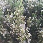 Baccharis sarothroides Hoja