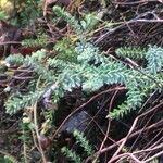 Erica tetralix Hoja