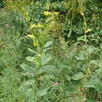 Senecio umbrosus Hábito