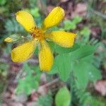Hypericum montanum Květ