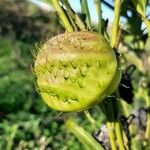 Gomphocarpus physocarpus Fruchs