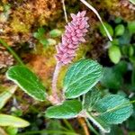 Salix reticulata Flor