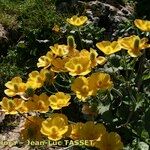 Ranunculus spicatus Celota